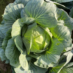 Kapusta Longma RZ F1 2500 nasion PR st